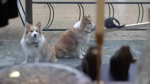 Two dogs sitting outside window looking inside. Stock Footage 334010988