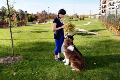 Two Dogs Sitting Training Handler Stock Photos
