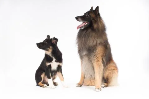 Two dogs sitting on white studio background Stock Photos