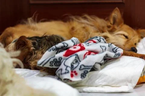 Two dogs sleeping in the same bed Stock Photos