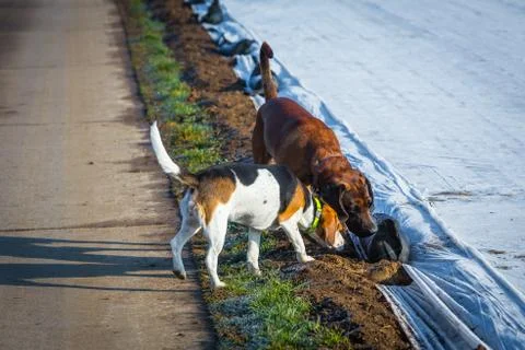 Two dogs sniffing on the ground Stock Photos