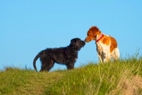 Two dogs sniffing Stock Photos