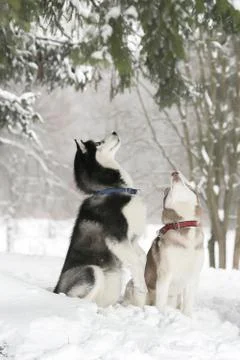 Two Dogs in snow executes the command to serve Stock Photos
