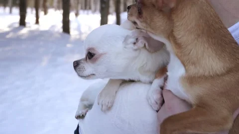 Two dogs in the snow Stock Footage 159881927