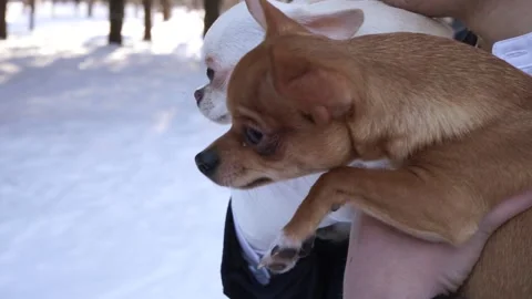 Two dogs in the snow Stock Footage 159881932