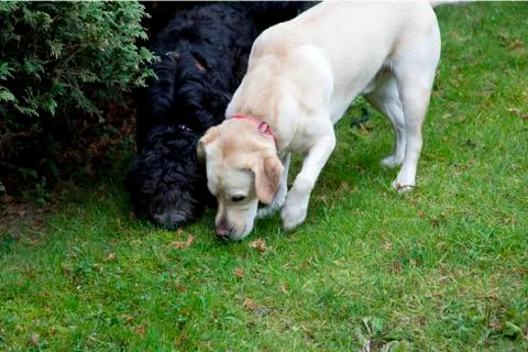 Two dogs snuffling in the grass Stock-Fotos