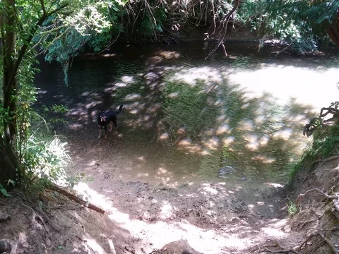 Two Dogs splashing around in the River Mole Stock-Footage 77072133