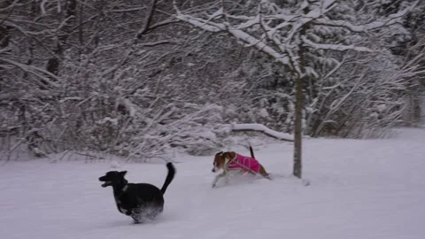 Two Dogs Sprinting Through Snow Stock Footage 305956769