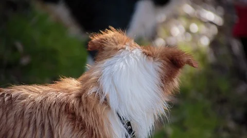 Two dogs standing on the landscape Stock Footage 94884373