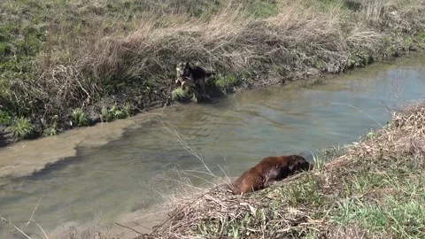Two dogs by the stream,the labrador retriever can't get out of the water Stock Footage 150014957
