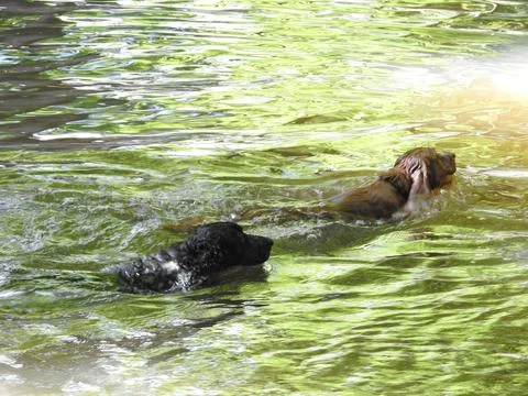 Two dogs in a stream Stock Photos