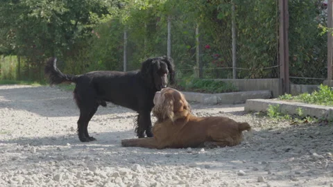 Two dogs on the street Video stock 263712358