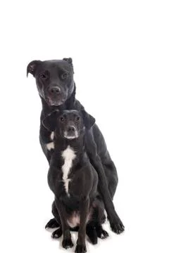 Two dogs in a studio Stock Photos
