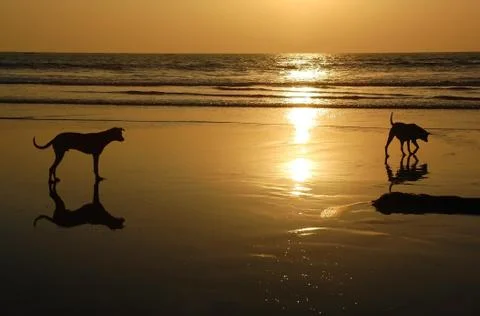 Two dogs at sunset Foto stock