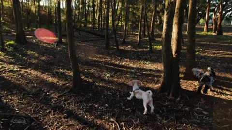 Two dogs surrounded by trees slow motion tracking shot 4K Stock Footage 196848486