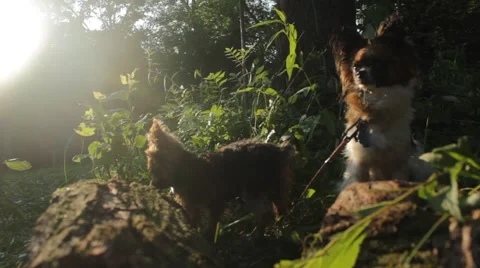 Two dogs tied to a tree Stock Footage 40214714