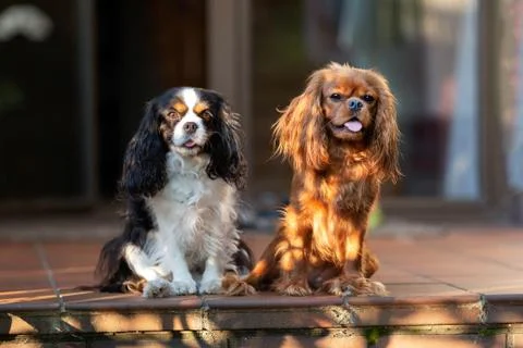 Two dogs together Stock Photos