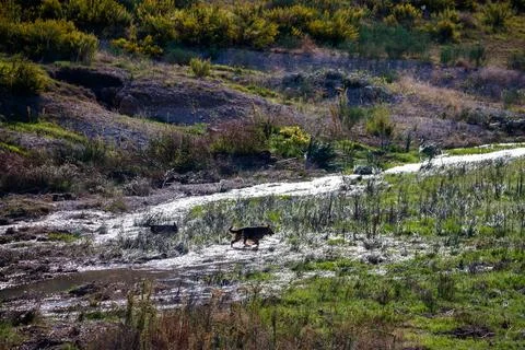 Two Dogs Traversing a river Stock Photos