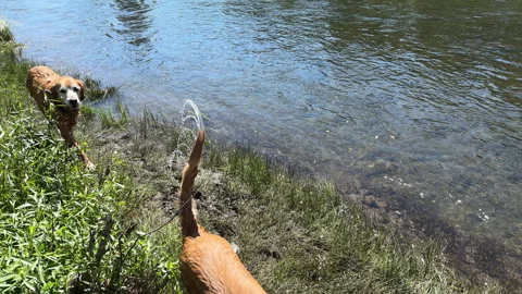 Two Dogs in The Truckee River Stock Footage 245840174