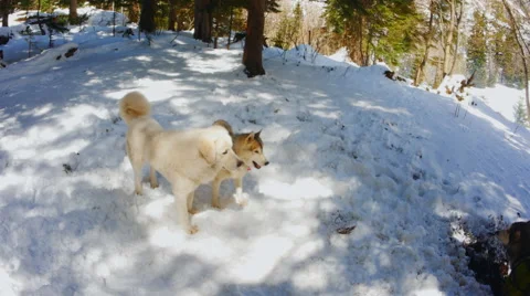 Two dogs trying to bite each other Stock Footage 50407009