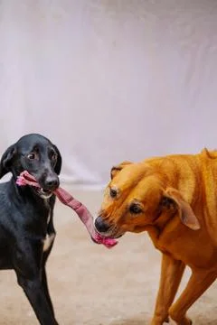 Two dogs tug a pink rope with playful energy Stock Photos