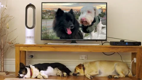 Two dogs on TV react to snoring dogs underneath, with sound 4K Stock Footage 161089168
