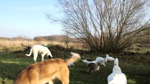 Two Dogs, Two Cats and Several Muscovy Ducks Walking on the Meadow Stock Footage 260471565
