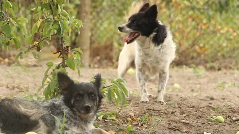Two dogs under an apple tree in the garden Stock Footage 249557783