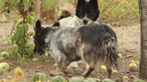 Two dogs under an apple tree in the garden Stock Footage 249561494