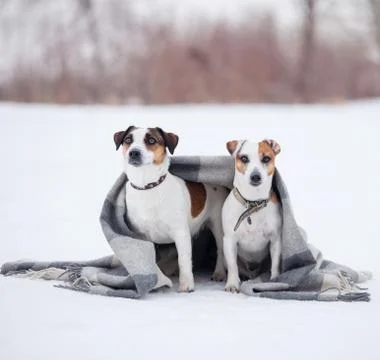 Two dogs under plaid Stock Photos
