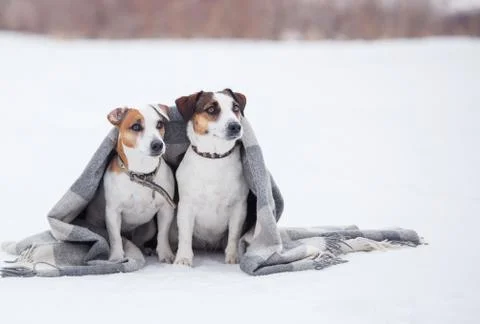 Two dogs under plaid Stock Photos