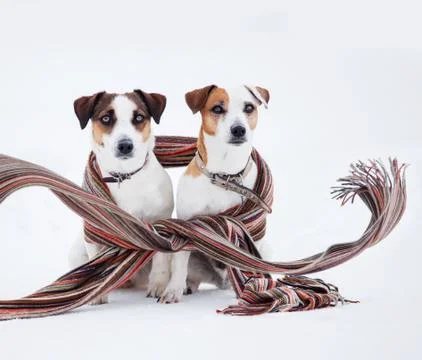 Two dogs under plaid Stock Photos