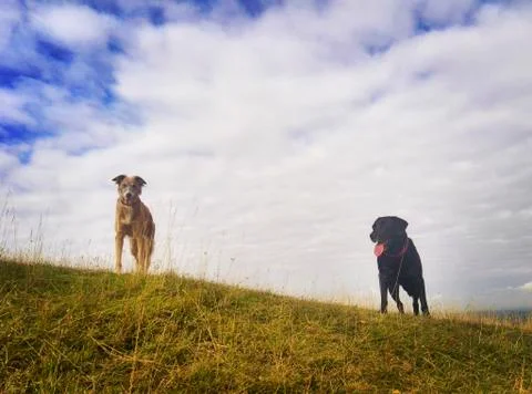 Two dogs wait on a hilltop to continue their walk Stock Photos
