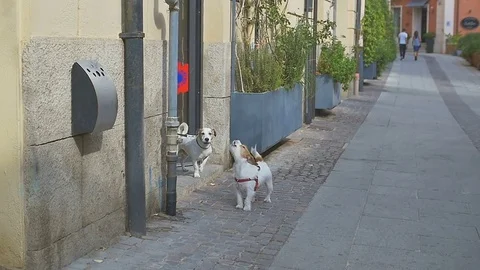 Two dogs is waiting for its masters near boutique Stock Footage 82368306