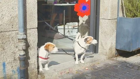 Two dogs is waiting for its masters near boutique Stock Footage 82407651