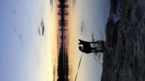 Two dogs walk by the pond at sunset Stock Footage 248520183
