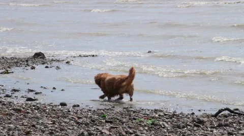 Two Dogs Walking Along Pebble Beach Vídeo Stock 54027785
