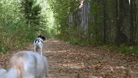 Two dogs walking and sniffing in an autumn forest Stock Footage 285373669