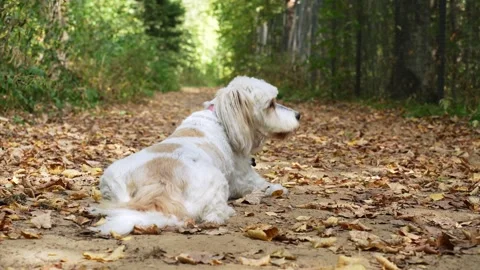Two dogs walking and sniffing in an autumn forest Video stock 285373736