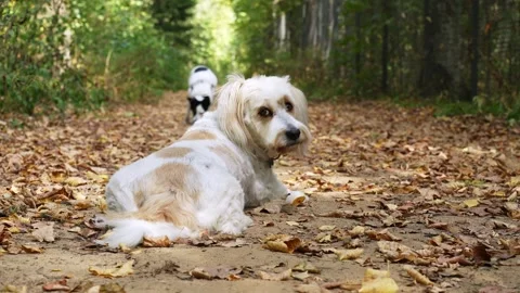 Two dogs walking and sniffing in an autumn forest Stock Footage 285373757