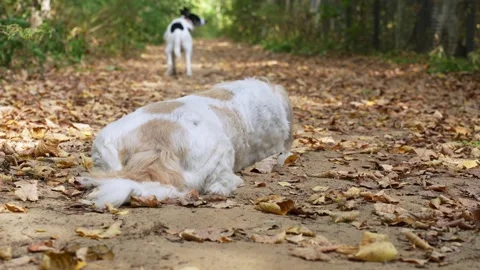 Two dogs walking in an autumn forest Stock Footage 285373668