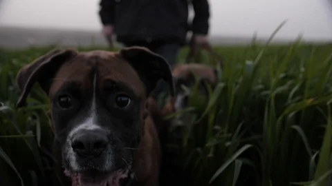 Two Dogs walking in close up Stock Footage 127665664