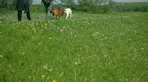 Two dogs walking Stock Footage 10931294