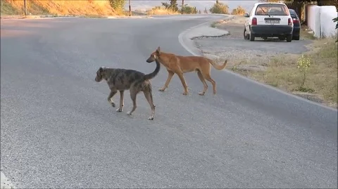 Two Dogs Walking Stock Footage 92939830