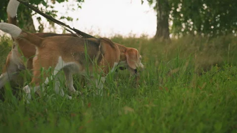 Two Dogs Walking Side by Side on Leash in Grassy Field Surrounded by Trees and Stock Footage 291884459