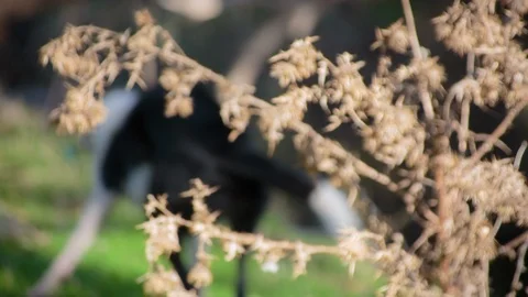 Two dogs walking into stream on a sunny day Video stock 94884434