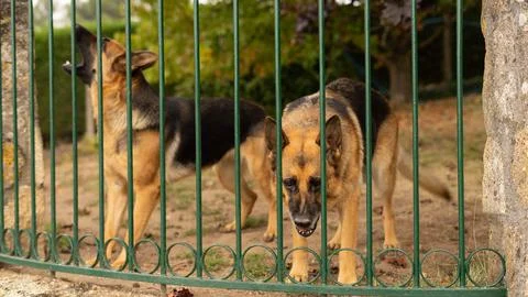 Two dogs watch Foto stock