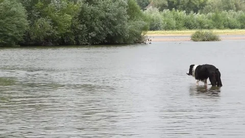 Two dogs in the water Stock Footage 76969095