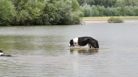 Two dogs in the water Stock Footage 76969840