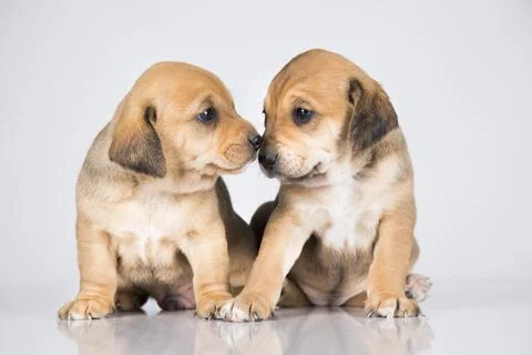 Two dogs  on a white background Stock Photos